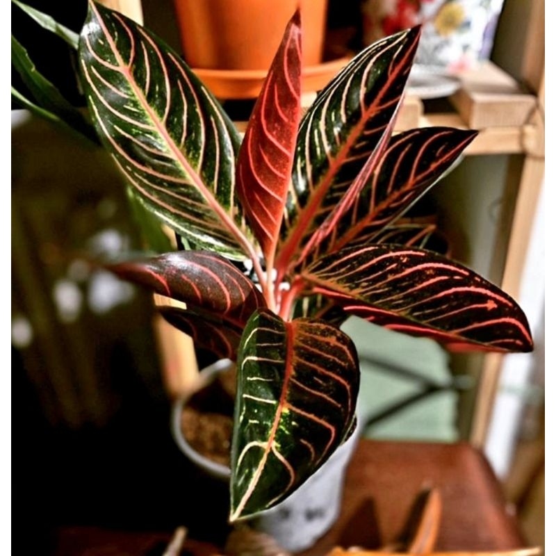 ( BISA COD ) Aglonema Red Sumatra Merah Mutasi Tanaman Hias Aglonema Aglaonema Red Sumatra  Merah Mu