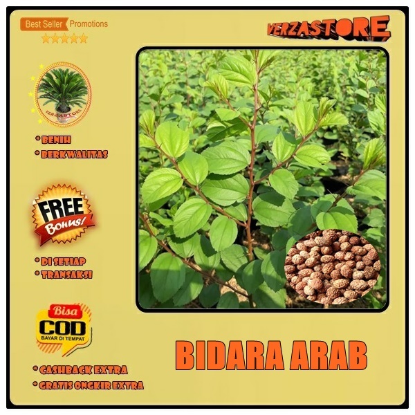 biji benih buah bidara arab Sidr /5 biji