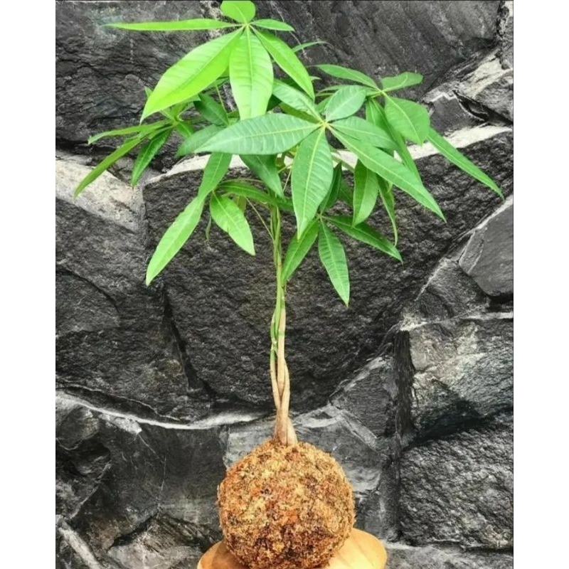 tanaman pachira kepang tiga - money tree - pachira
