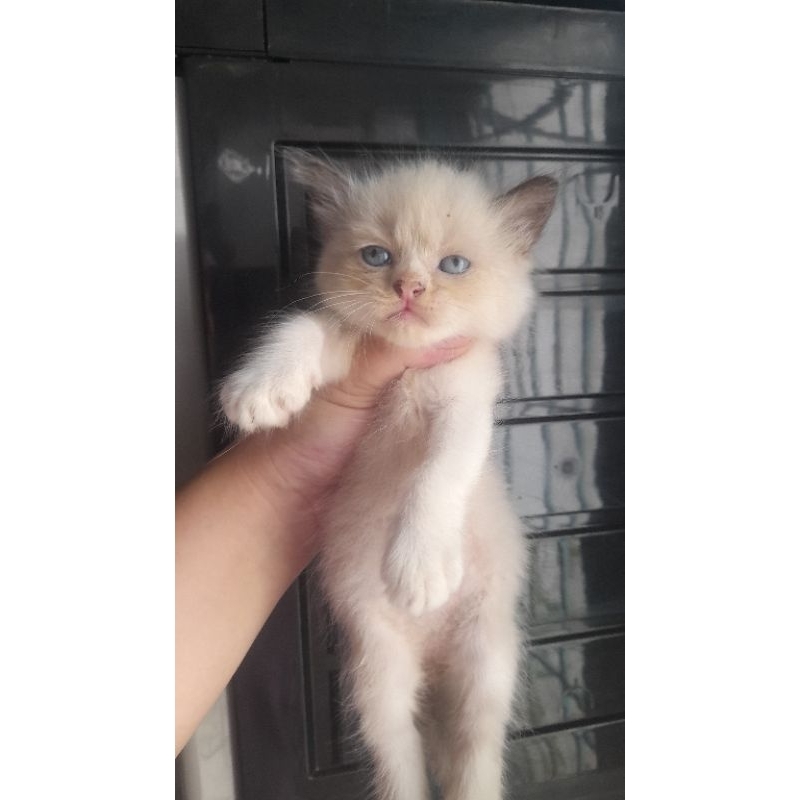 kucing ragdoll kitten bicolor bulu lebat cantik.