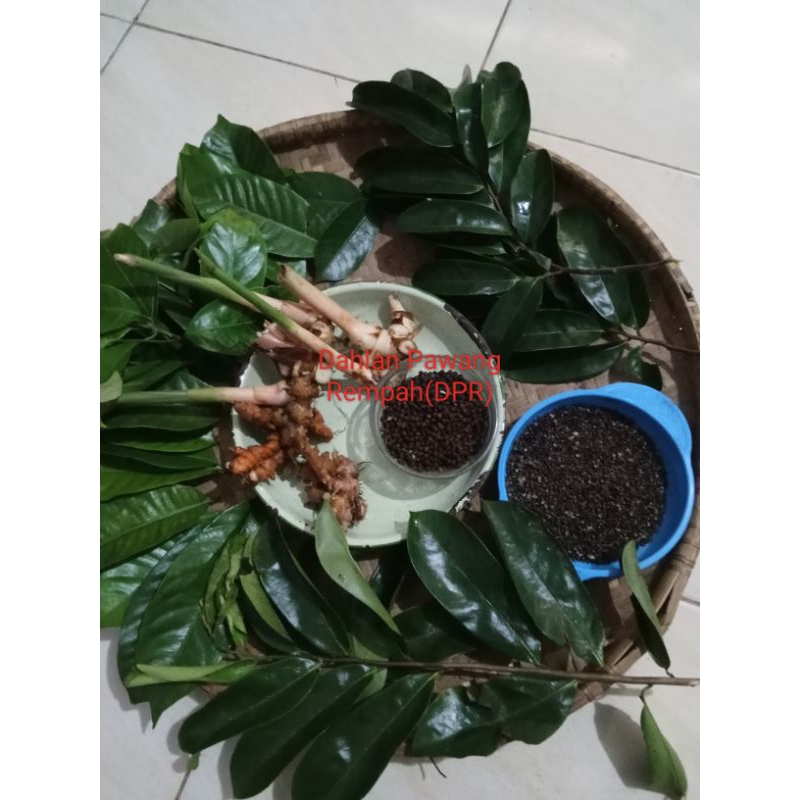 

daun sirsak segar