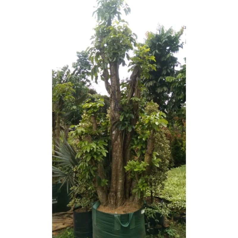 pohon walisongo besar