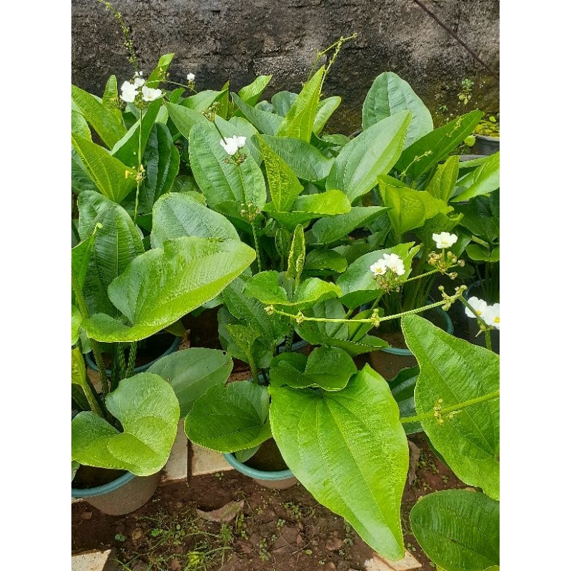 melati air dewasa rimbun