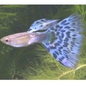 Guppy Blue Mozaik