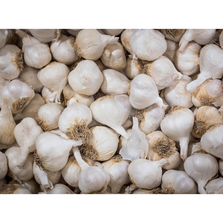 

GROSIR Bawang Putih Regular 5 gr