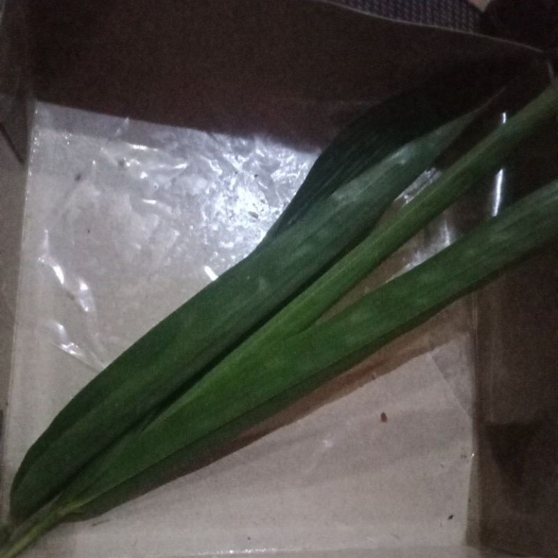 

Daun bambu kuning 60 g