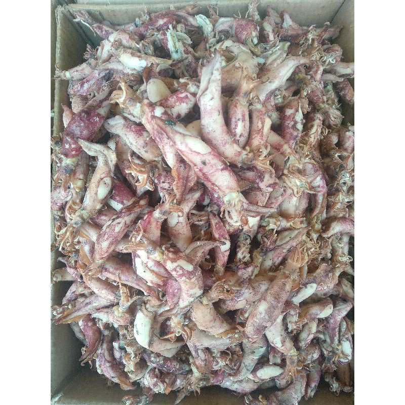 

Cumi Sotong Asin Murah