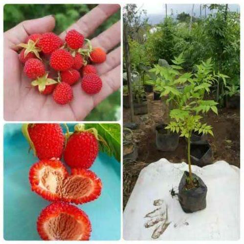 BIBIT TANAMAN BERKUALITAS BIBIT BUAH RASPBERRY BIBIT BUAH-BUAHAN
