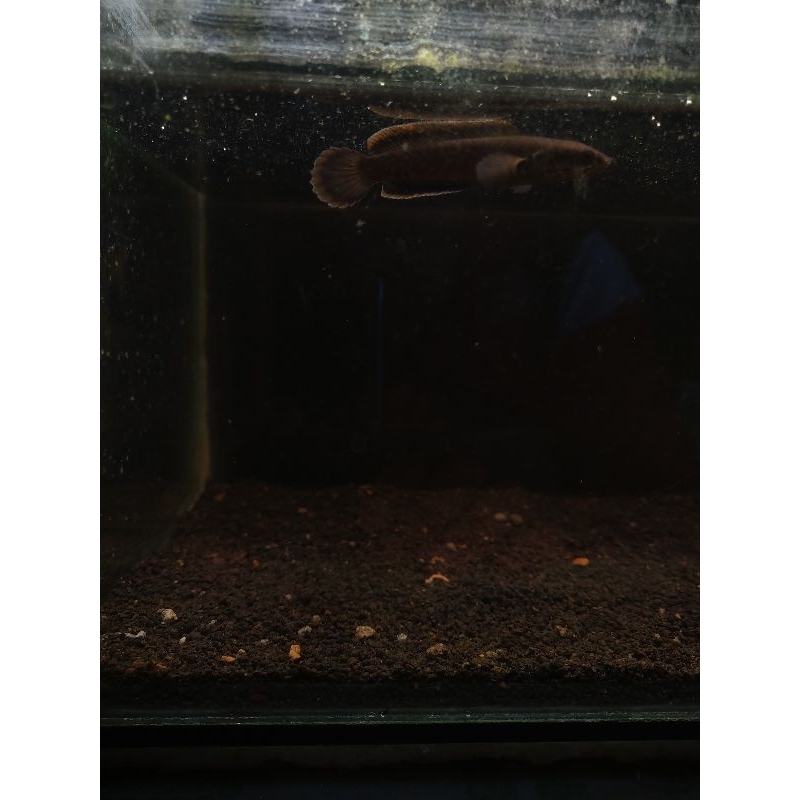 Limbata Wc 8-15cm ( Ombyok )