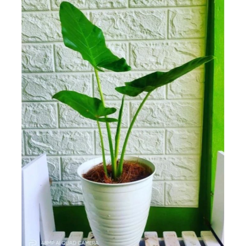 Tanaman hias sente hijau talas hijau