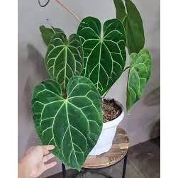 tanaman hias magnificum norte medium