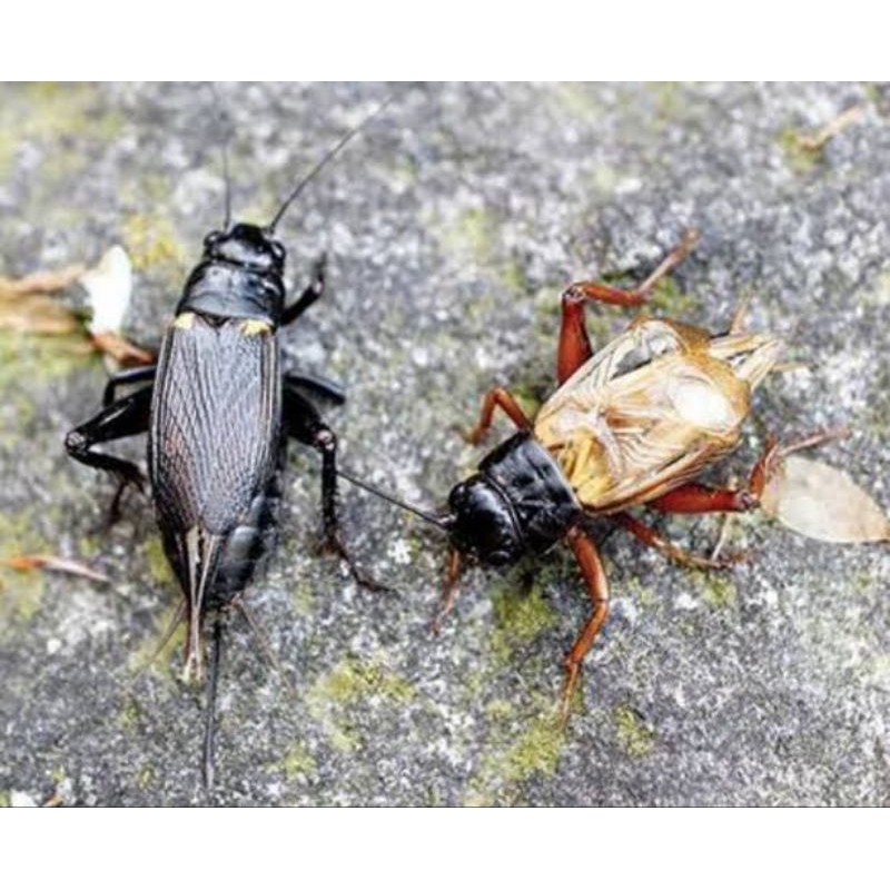 Jangkrik sepasang jantan & betina