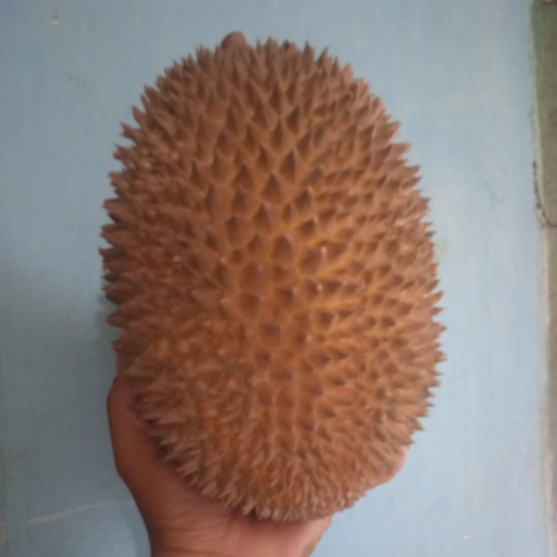 

durian ngantang malang