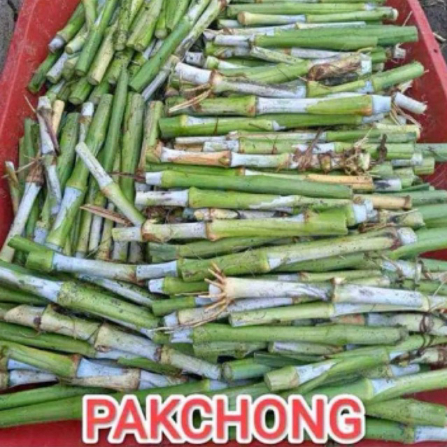 BIBIT RUMPUT PAKCHONG PAKAN TERNAK SAPI DOMBA KAMBING