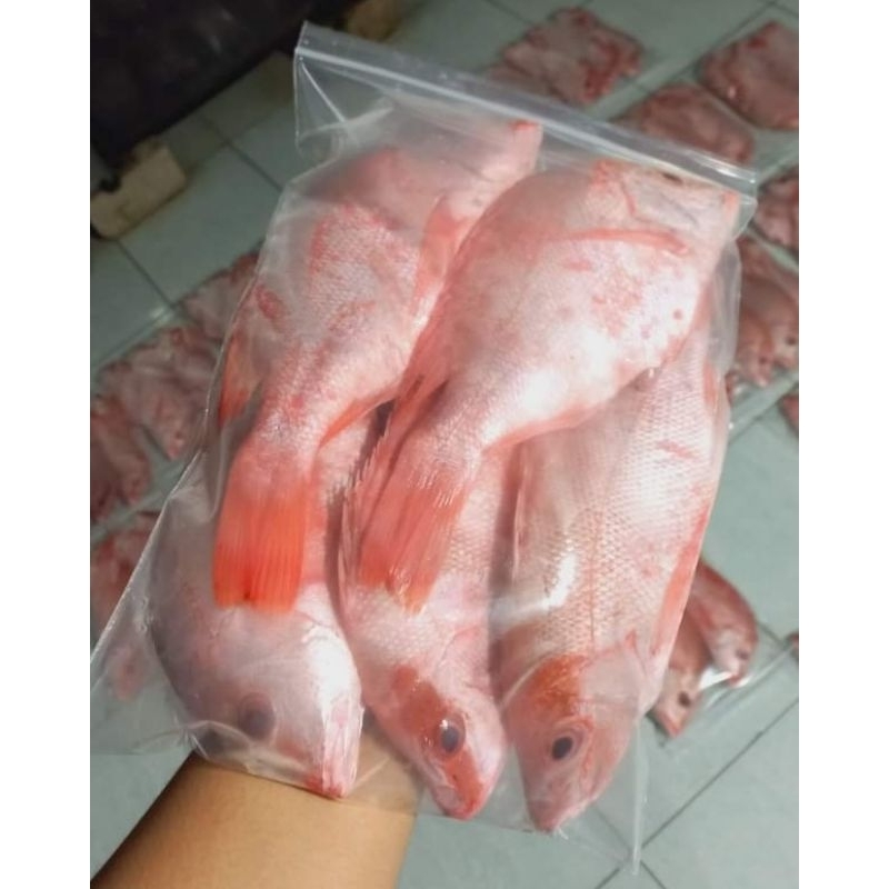 

ikan Kakap merah
