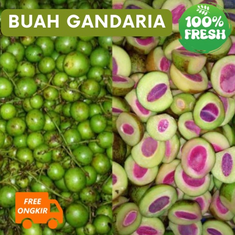 

DiSkon Buah Gandaria Jatake Mentah Segar
