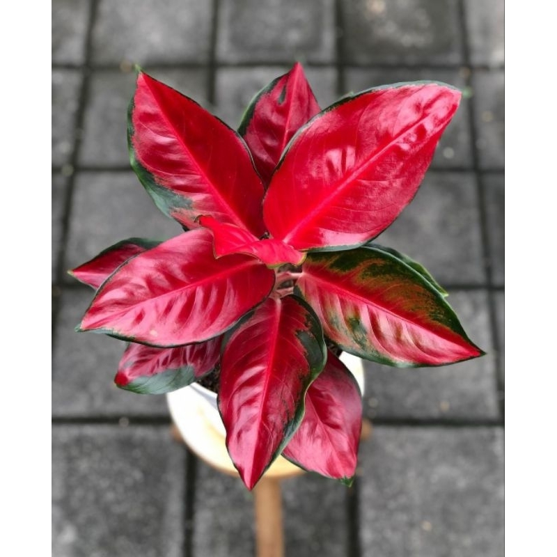 aglonema Suksom Jaipong dewasa