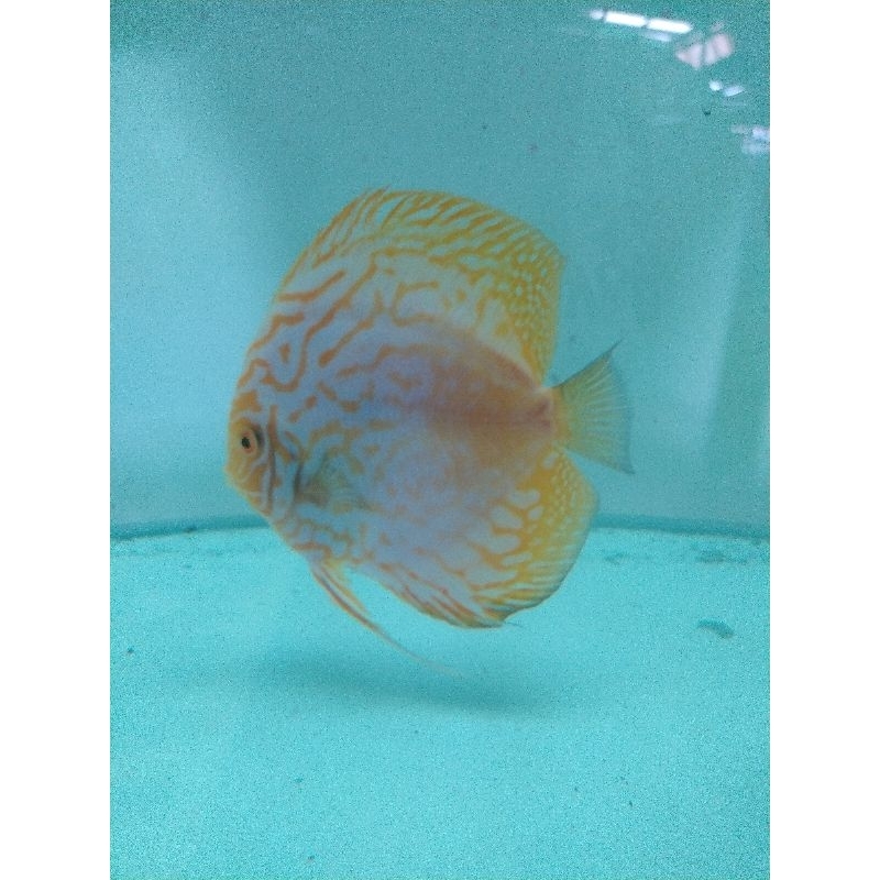 Discus yellow pigeon size 4,5"