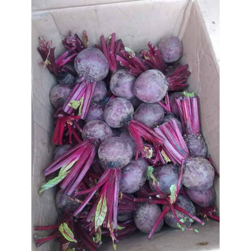 

Buah bit/beat root segar 1 kg