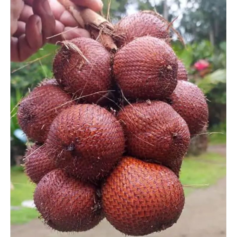 

salak bali karangasem perkg size besar