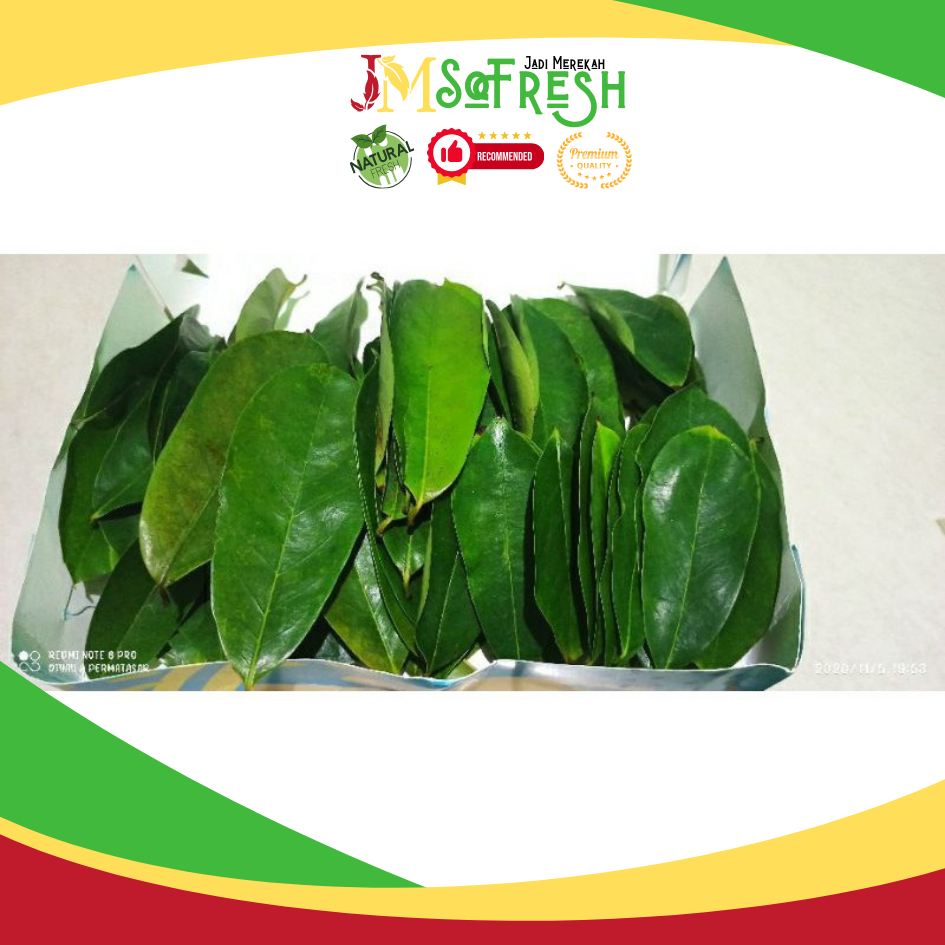 

[JM_SoFresh] 2 Lembar Fresh Daun Sirsat Herbal Untuk Mengobati Diabetes
