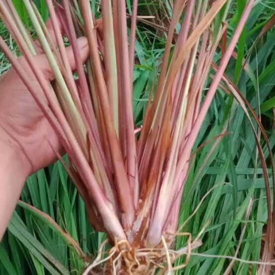 

Sereh Wangi Segar 500 Gram Serai Merah Lanang Herbal Berkhasiat