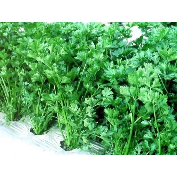 Benih Seledri Summer Green [ 20 Gram ] Known You Seed - Kemasan Packing Asli Original Pabrik Unggul