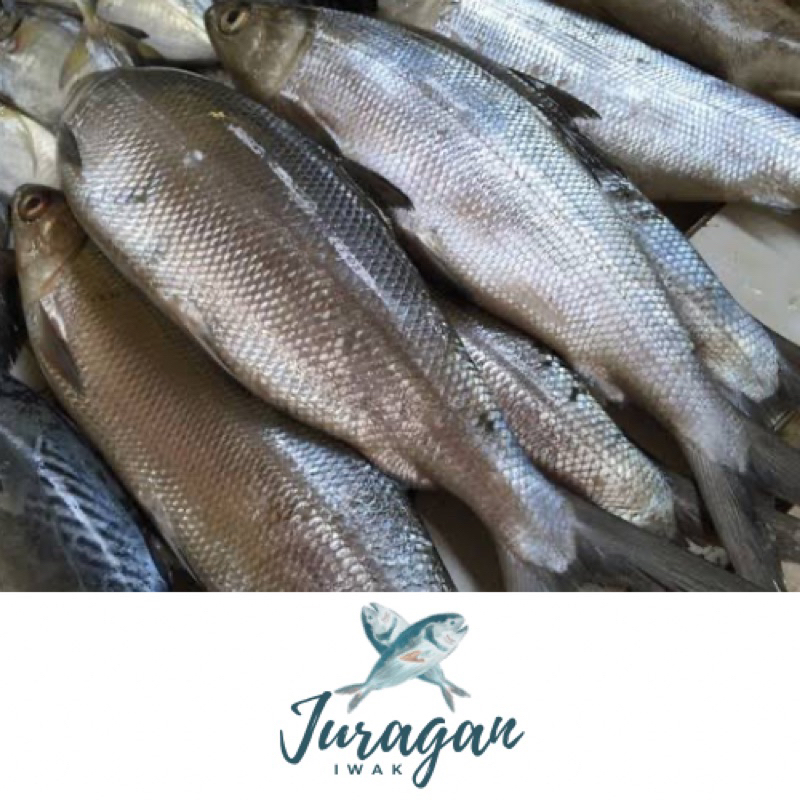 

Ikan Bandeng (1 kg dan 500 gr)