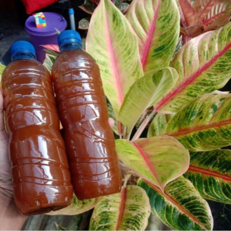 ART L5D Pupuk organik cair Aglonema joss