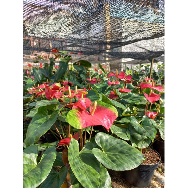 anthurium presiden esudo medium