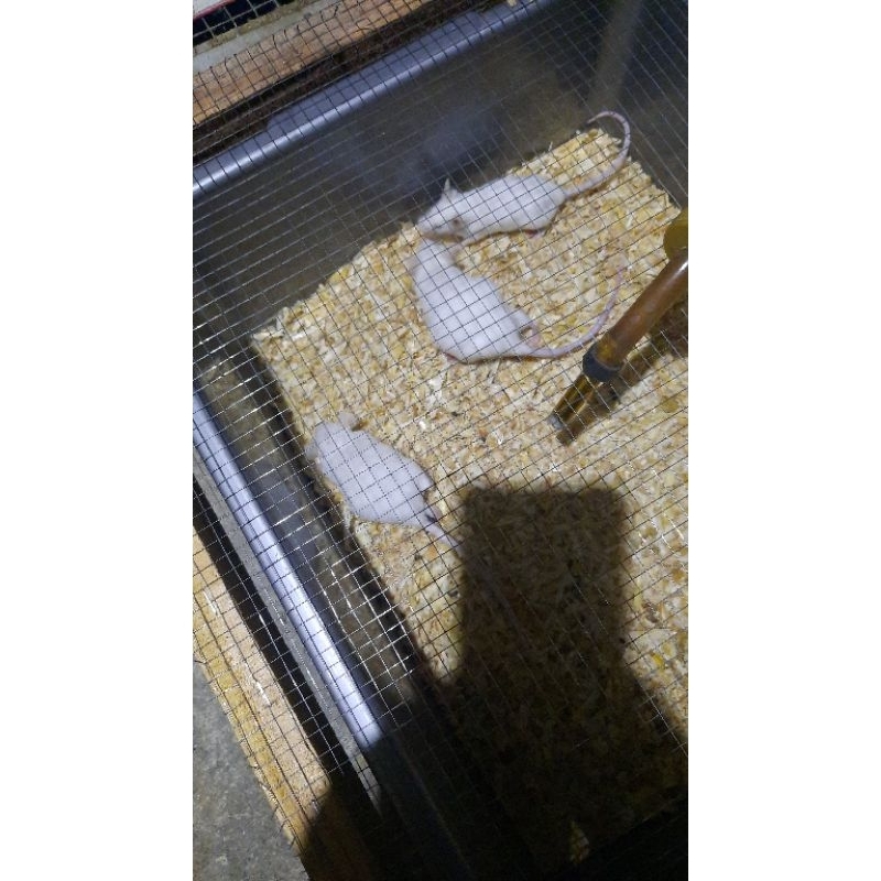 Ready Indukan Mencit