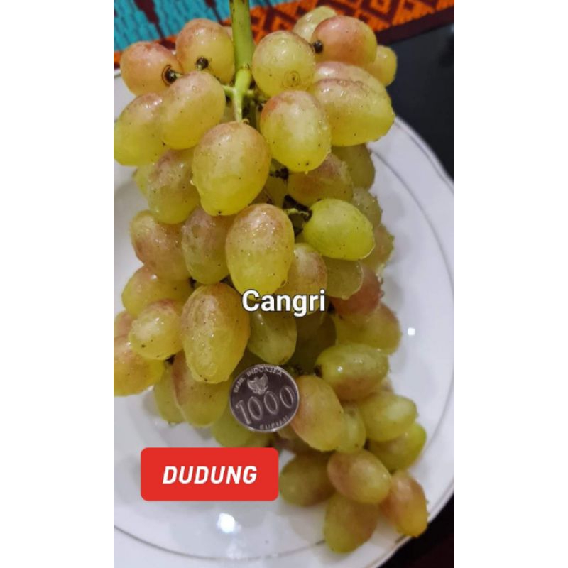 

Bibit Anggur Dudung, RS SO4