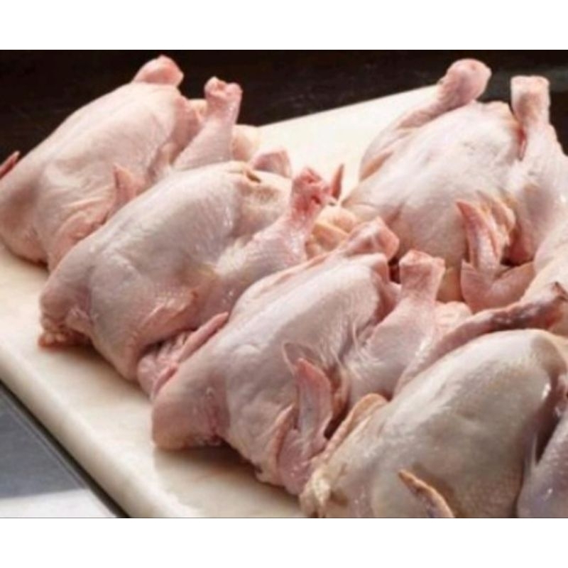 

Ayam potong/ ayam Potong boiler