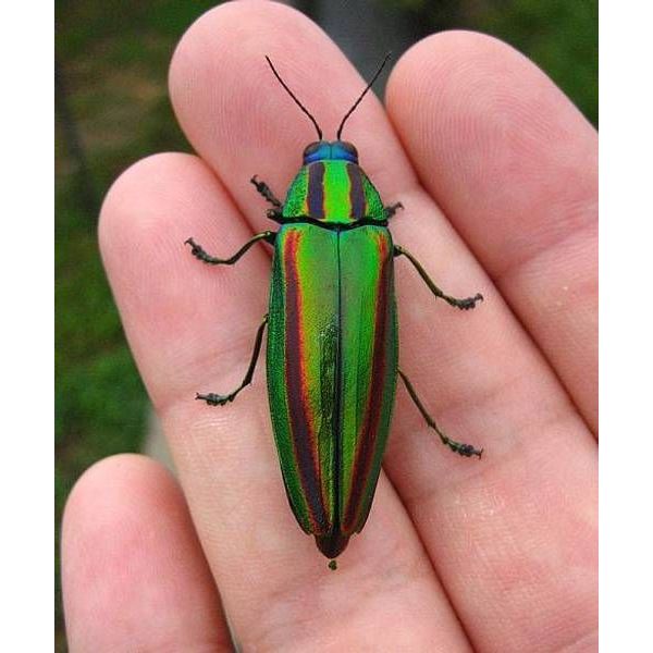 Samber Lilin hidup/Samber iler/Kumbang Hijau/Kumbang Metalic/Samber Milen/Samber Miler