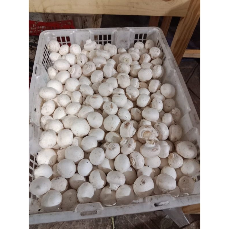 JAMUR CHAMPIGNON / JAMUR KANCING 1 KG PREMIUM SUPER FRESH (ONLY GOJEK)