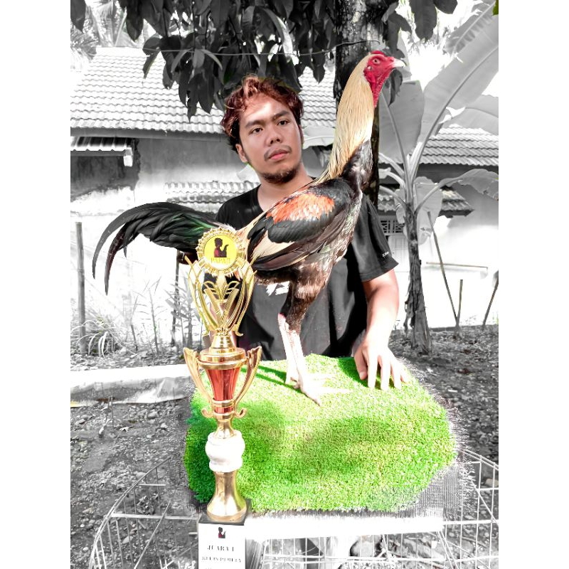 line mexican - ayam pama iq - ayam mangon - ayam pakhoy - ayam bangkok - ayam blackbull - ayam maned