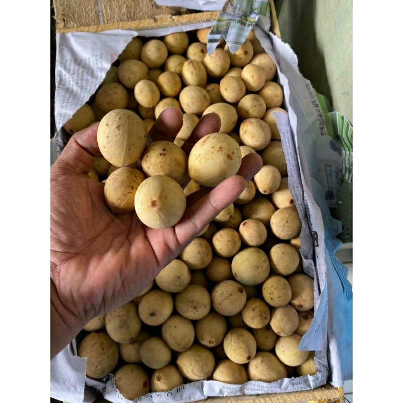 

buah duku palembang 1 peti