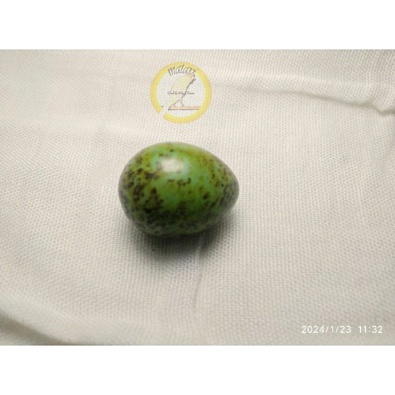 Dummy Egg/ TELUR PALSU/IMITASI Burung Murai Batu