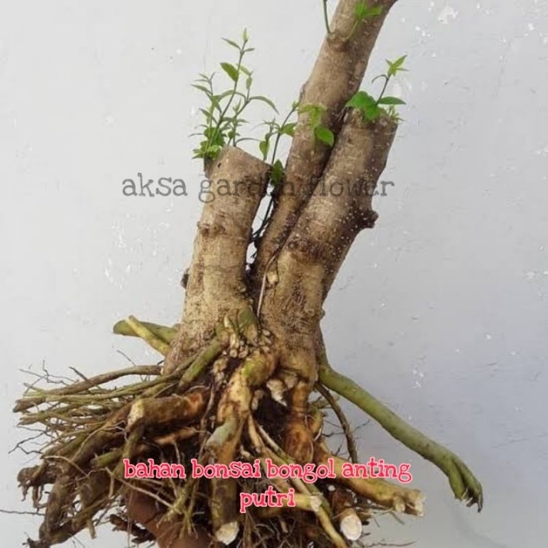Bahan bongol bonsai anting putri tanaman hias bonsai anting putri