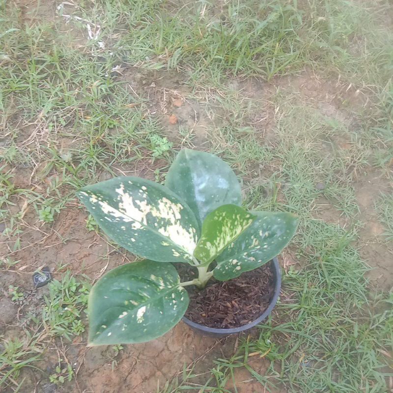 aglonema suksom white