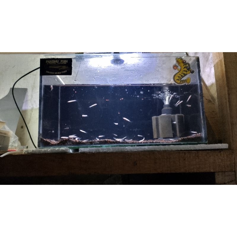 limbata cb calon kontes