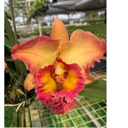 VANDA | ANGGREK VANDA BITZ'S HEARTTHOB X FUCH DELIGHT BLUE