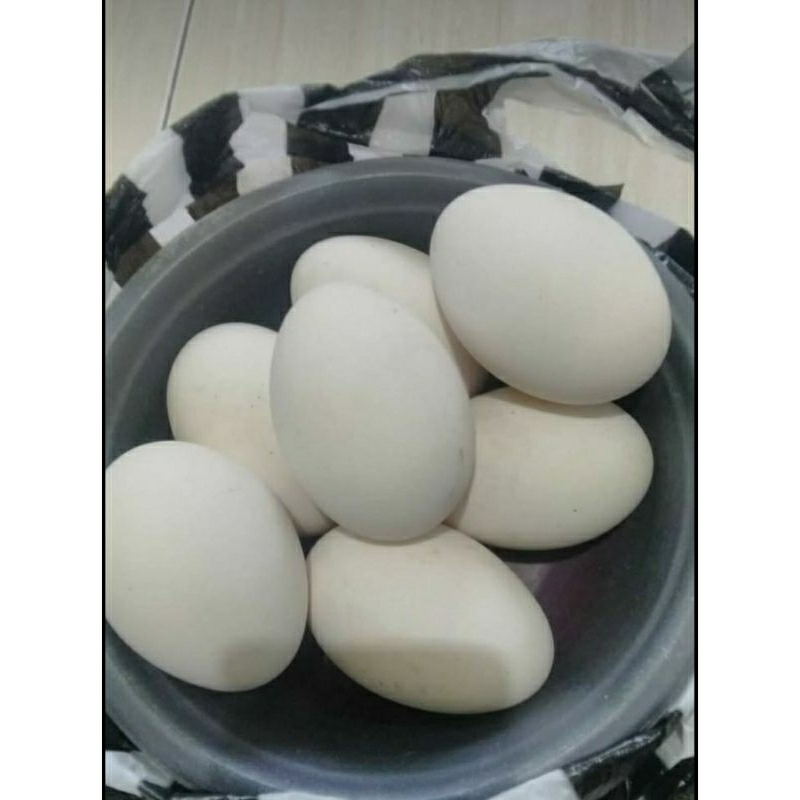 

TELUR ANGSA / SOANG / BANYAK FRESH