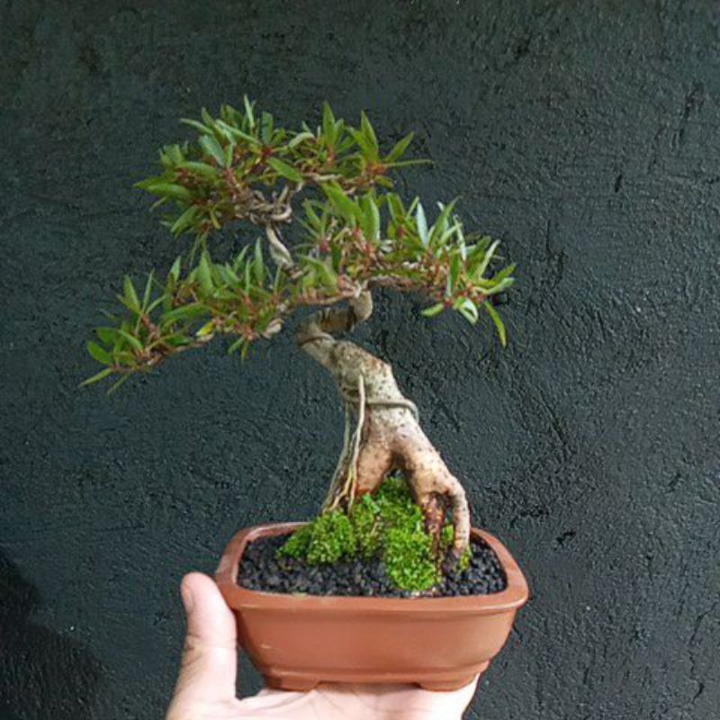 bonsai beringin california