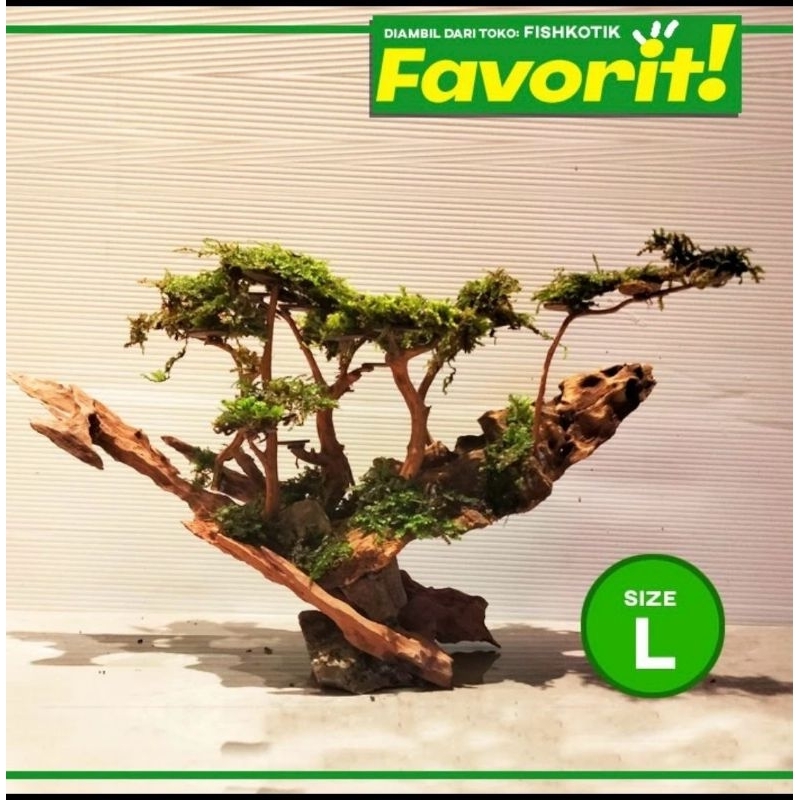 Bonsai Jungle Book (L) Tanaman Air Aquascape Hiasan Aquarium Ikan Hias