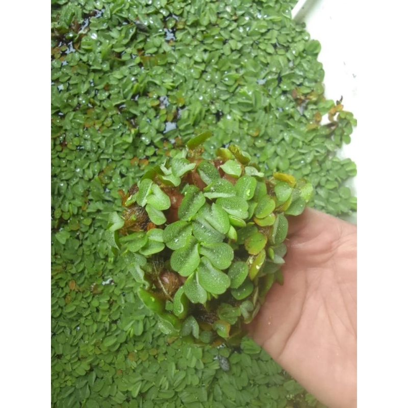 Tanaman air apung/Tanaman air mengapung/tumbuhan air salvina molesta/Tanaman air salvina molesta