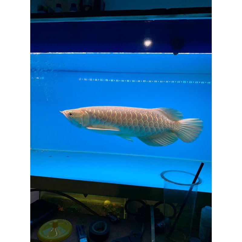 Arowana golden red