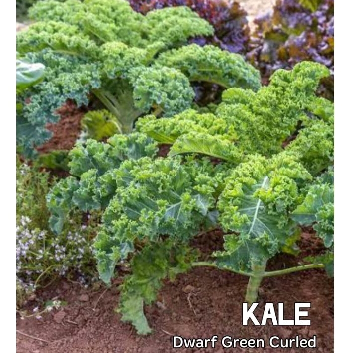 Kale Dwarf Green Curled benih isi 20 biji
