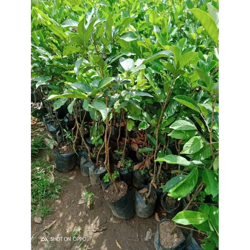 bibit rambutan binjai okulasi | bibit rambutan binjai valid | bibit rambutan kualitas super
