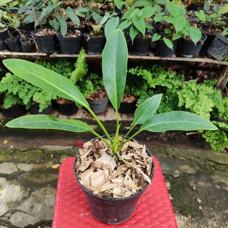 Anthurium golok fortilae